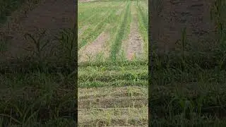 # Fodder maize #14 day fodder crop #agriculture #punjabagriculture #nature #crop #maize