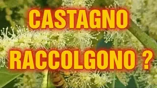 Apicoltura CD: Castagno, stanno raccogliendo?