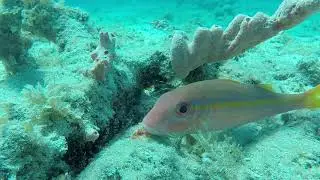 Cleaner shrimp and yellow lined goatfish