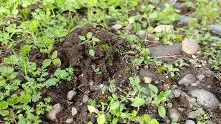 Worm casing and midden mound piles in grass