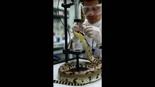 Inside Snake Venom Factory | How Snake Venom Is Used to Make Life-Saving Medicine #trendingshorts