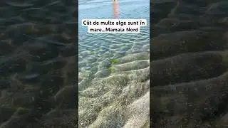 C&acirc;t de multe alge sunt &icirc;n mare&hellip;Mamaia Nord! #litoral #mare #plaja #mamaianord #statiune #marea #alge