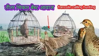 तीतर शिकारी तीतर आवाज | desi female teetar shikar awaaz | partridge hunting voice | grey francolin