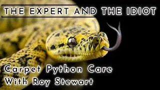 Carpet Python Care Guide with Roy Stewart - A Reptile Care Guide