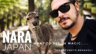 One Day in NARA the Magic of Japan, What to see and top attractions in this incredible place.