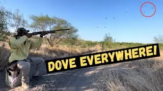 South Texas Public Land Dove Hunt!!