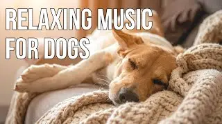 Relaxing Cello Music for Dogs With Separation Anxiety