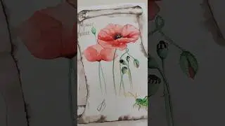 Klatschmohn aus der Elfenapotheke