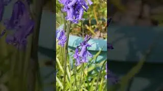 Honeybees (Apis mellifera) foraging on Bluebells (Hyacinthoides) 12/05/2024 Northern Ireland