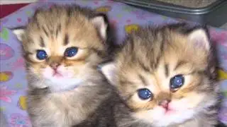 Mythicbells Persian kittens slide show