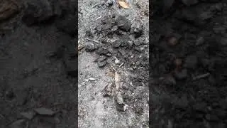 How to plant Cherry seed