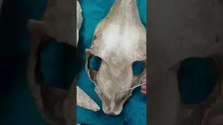 skull of ox and horse