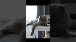 Arrogant cat !