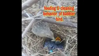 Feeding & cleaning behaviour of babbler birds.sounds of birds.wild life.