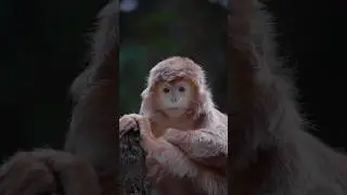 Ebony Langur monkey 😍😍!! | so cute | #ebonymonkey #langurmonkey #cutemonkey #monkeybaby #petlover