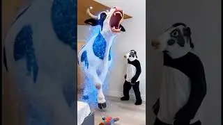 Marvelous Dancing Polish Cow funny grapes cow dance Cow Song Cow Videos cow farm shark cow milk