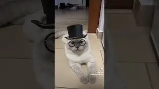 The Most Adorable Scottish Fold Gentleman