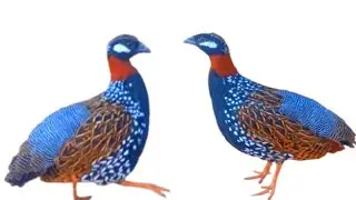 Black Teetar ka shok | Partridge Birds Lovers | #partridge #teetar #Bird
