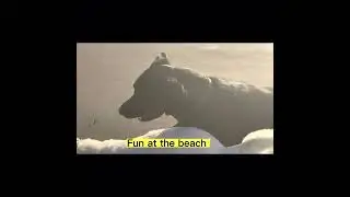 16 rescue dogs!