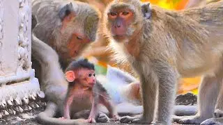 Mama Watches Closely as Baby Joyfully Walks Nearby | Gentle Family Moment 🐒💛