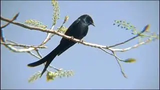 how to black bird eating incect.