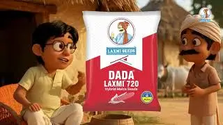 Laxmi Dada Maize Seed &ndash; Heavy Grain, Great Yield! 🌽