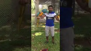 Time with  Macaws, Visit to Bird Parak in Sri Lanka.