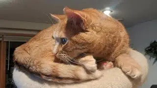 Leo enjoys his me time