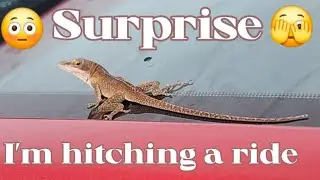 Lizard takes a wide ride.#automobile #lizard
