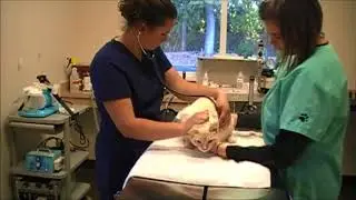 16  TPR + Auscultation   Cat
