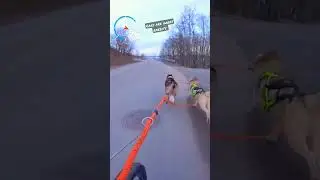 When chase gear kicks in #shorts #huskies #siberianhusky #sledding #husky #bikejoring