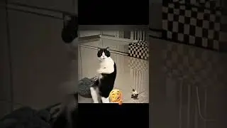 My Pet kitty After Having A Good Meal #aicatdanceing #AIFunnyCat #fypageシ