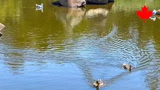 【Vancouver -Charleson Park 7-】🇨🇦 1 Minute