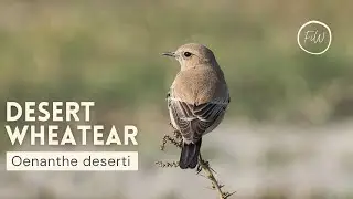 Desert Wheatear - Oenanthe deserti #Birds Of India