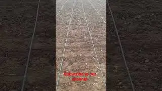 GROUNDNUT FIELD WITH DRIP IRRIGATION