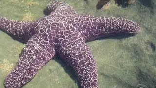 Mysterious disease wiping out sea stars