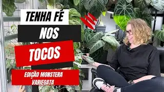 Monstera variegata e o caso de sucesso do toco: eu sofri mas não desisti