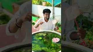😱ஐயோ உஷார் ஆகிட்டாங்களே 🐟| Molly fish | Balasvoyage