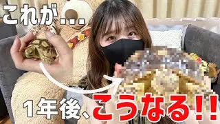 世界で3番目に大きくなるカメの1年間の成長記録が凄まじい...！   【お知らせ有📢】