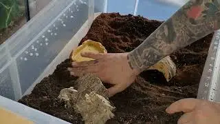 Asian forest scorpion rehouse in a huge enclosure