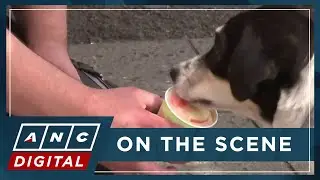 LOOK: Humans and their pet dogs can both enjoy ice cream in this Berlin shop | ANC