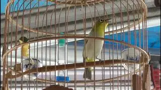 Khuyên Mái Tơ Te Cực Dâm Kích Chim TRống Nghe Không Chịu Được Phải Bật Líu    Kích Chim Thi Hiệu Qủa