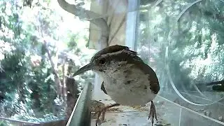 Bird Feeding Cam - Live Bird Feeder Cam - Bird TV - Urban Birds, 20210802