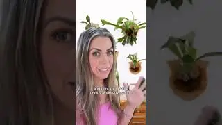 Do you mount your staghorn ferns?!