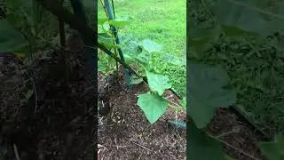 summer garden from may 2025 before everything went wild with growth