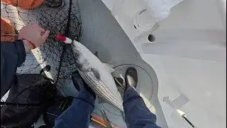 Party Boat Striped Bass fishing on the Queen Mary, Limit + Released Fish