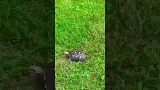 Red foot 🐢 #tortoise #turtles #fyp #viral #viralvideo #shorts