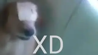 perro con queso en la cara // empaguesa shitpost