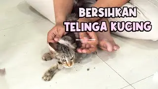 Cara Membersihkan Telinga Kucing Yang Sangat Kotor