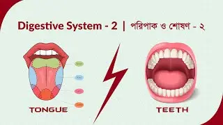 Biology 2nd Paper 3rd Chapter | পরিপাক ও শোষণ ২ | Digestive System 2 | HSC | _A. Alim